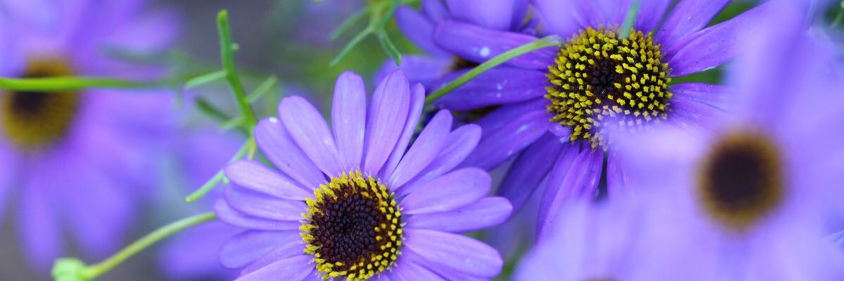 HiottAlli's profile banner image