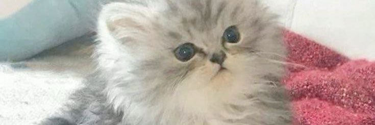 AliceSama banner