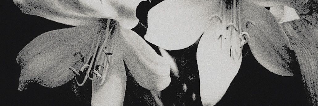 weiwuximeow's profile banner image