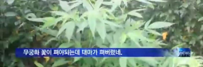채란 banner