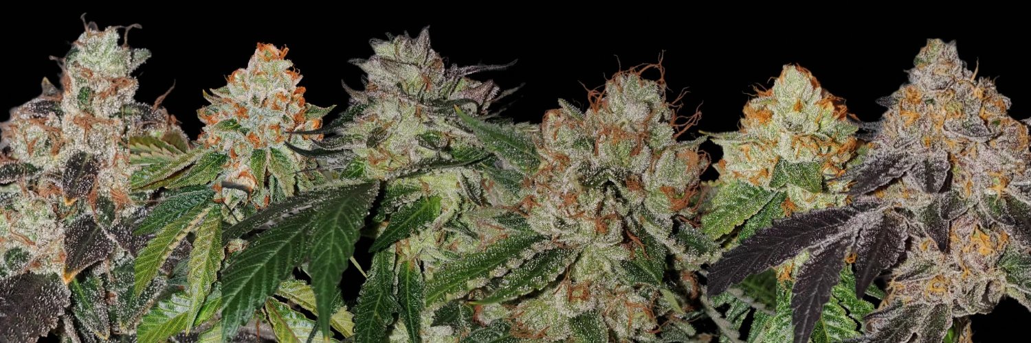 High Grade Herb🫙's banner