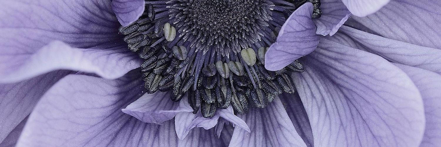 ❁Monica V❁ banner