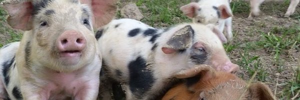 ChadTEverson Profile Banner