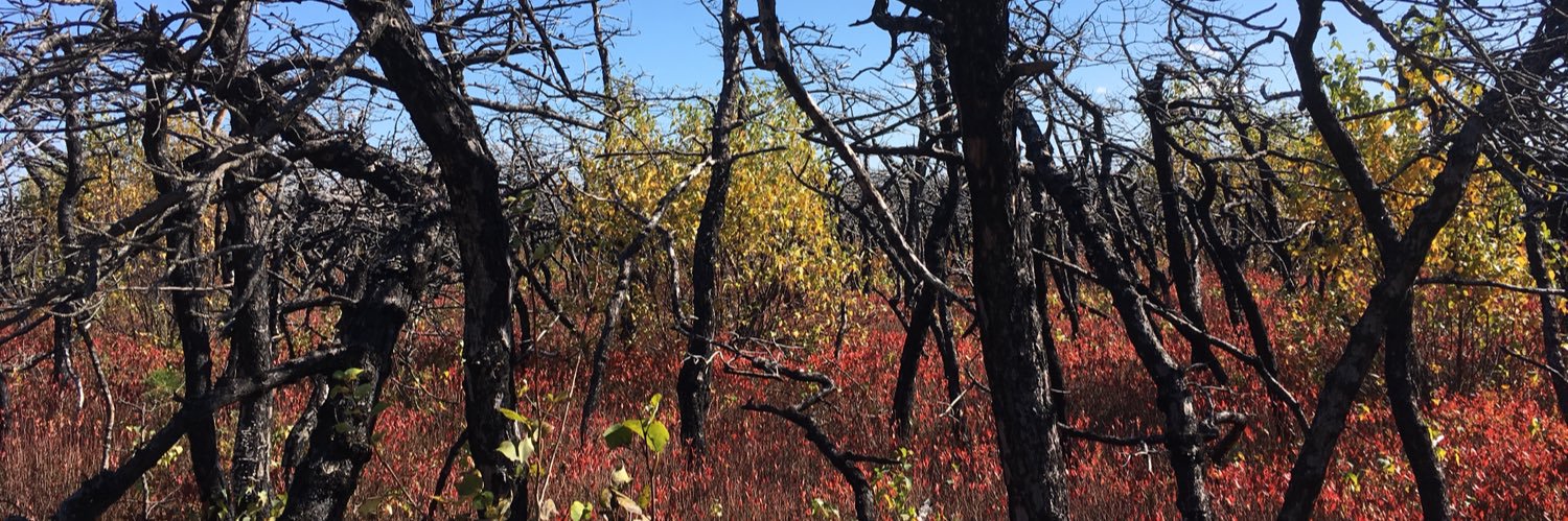 Benjamin L. Carp 🎏 banner