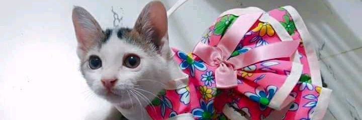 hema_Krishnan's profile banner image