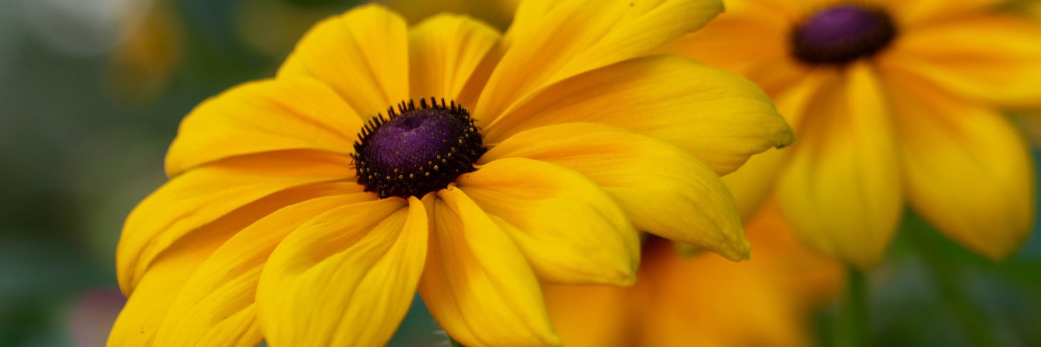 RelihanDan's profile banner image