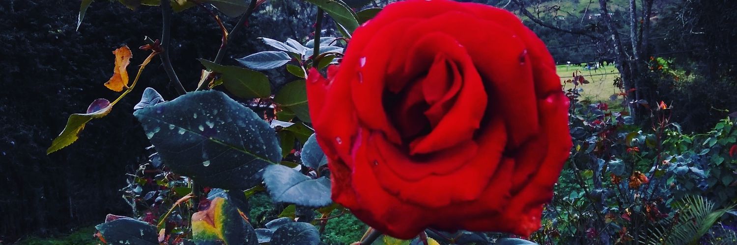 BibiAnaCE's profile banner image
