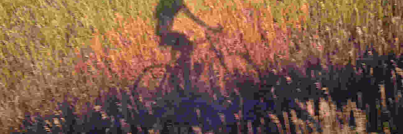 wahleyed banner