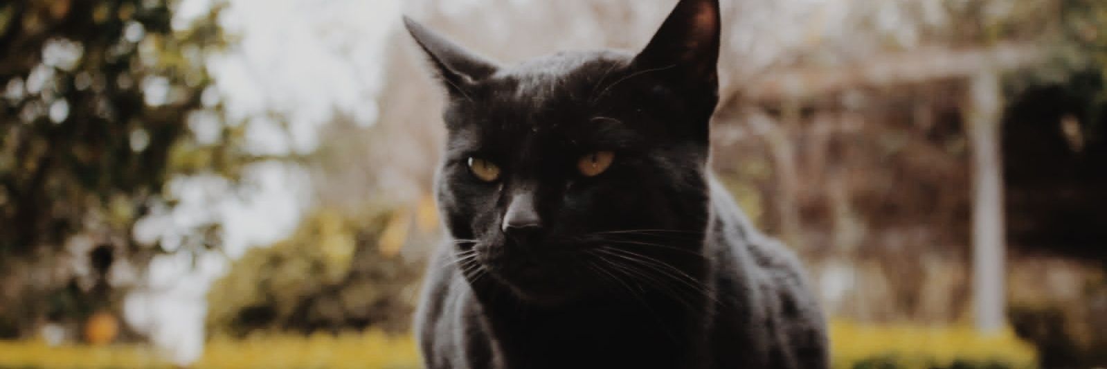 brisadalaimo's profile banner image