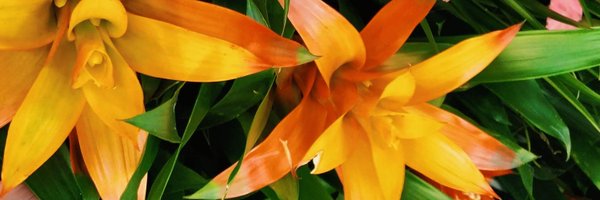 youryoki Profile Banner