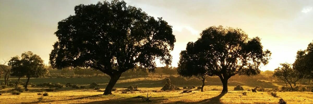 GuillouGrande's profile banner image