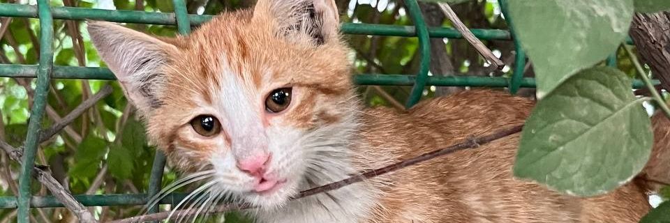 amisheuu's profile banner image