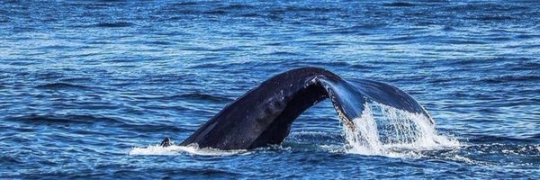 mikedirsa Profile Banner