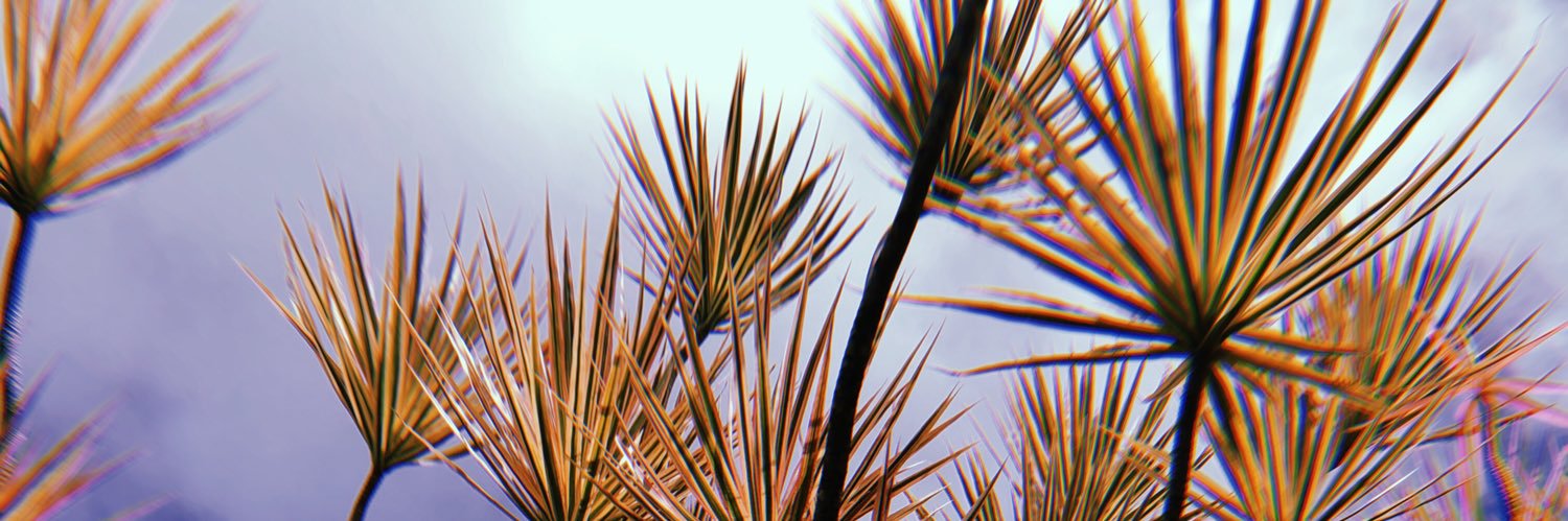 NattyNatNat's profile banner image