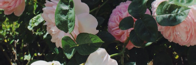 JadeMditch's profile banner image