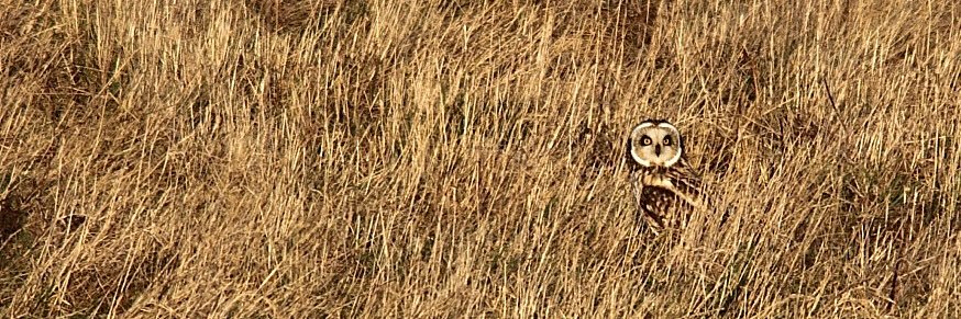 grasswave03's profile banner image