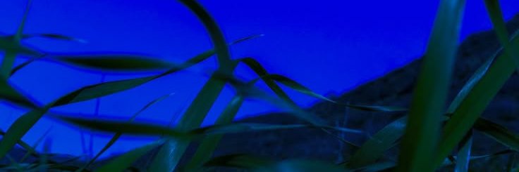webplayermorgue's profile banner image