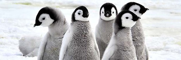 penging88's profile banner image