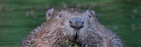 PolskiBoberek's profile banner image