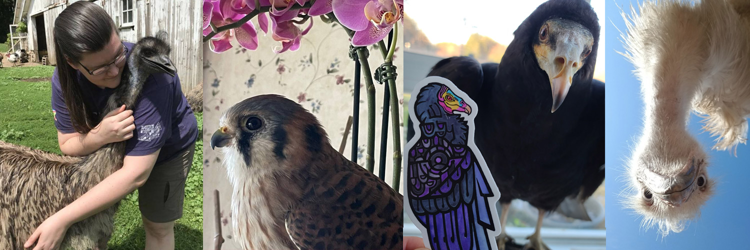 Foxfeather Zenkova banner