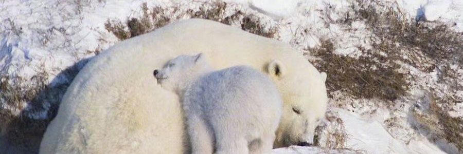 Auystas's profile banner image