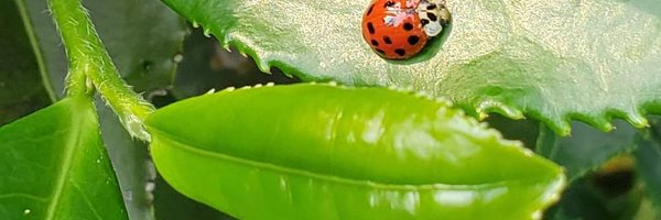 WorldTeaHouse Profile Banner