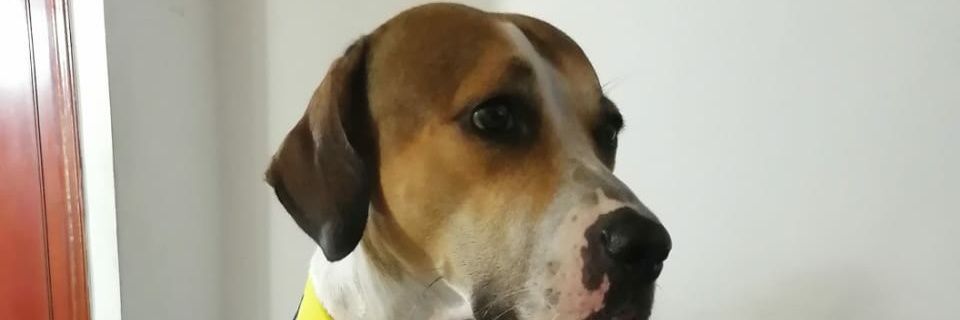 armandopolo's profile banner image