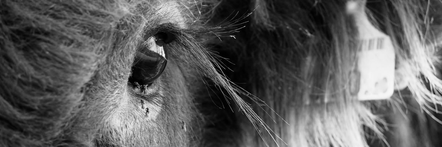 vreulske's profile banner image