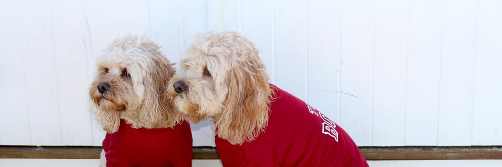 MoreThanPaws's profile banner image