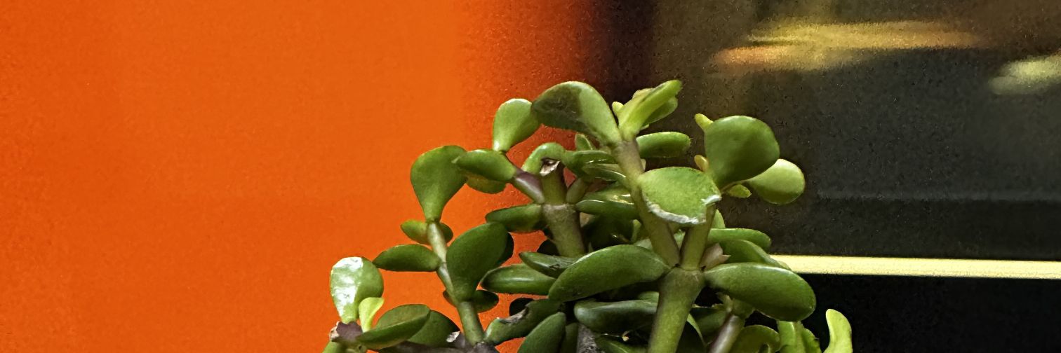 Cecy Espinosa banner