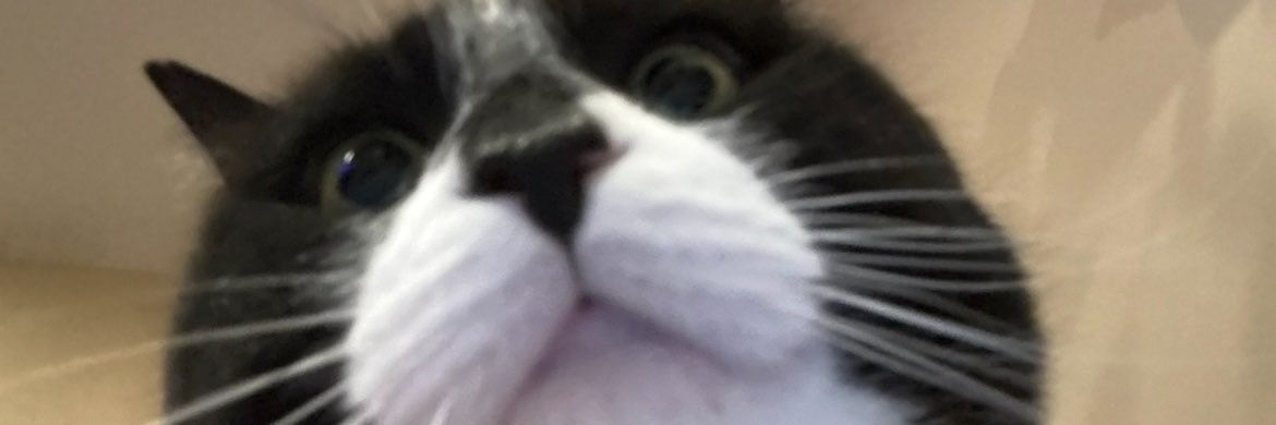 lizbethhess98's profile banner image