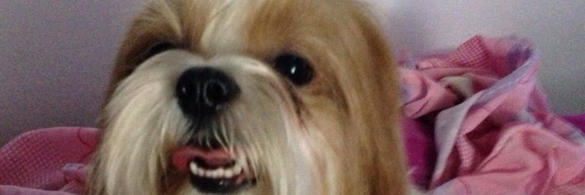 Michelle_Lenzi's profile banner image