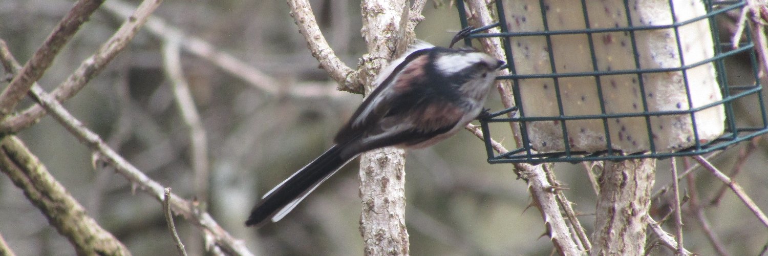 colin  fuller banner