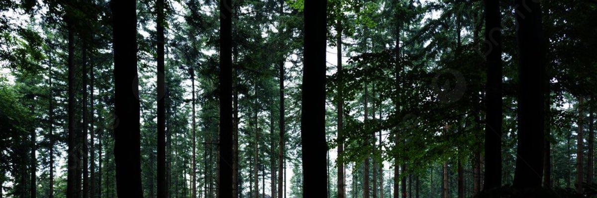 The Lumberjack banner