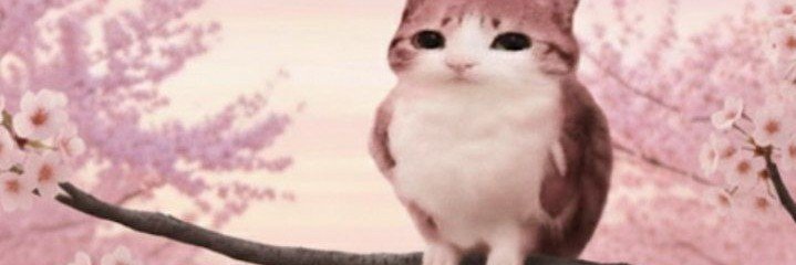 zvvy015's profile banner image