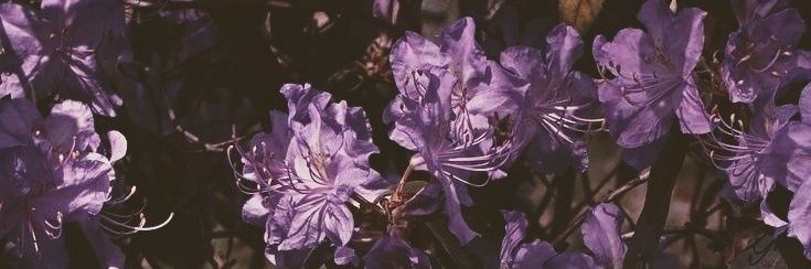 nctreallyamy's profile banner image