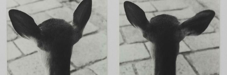 korralover11's profile banner image
