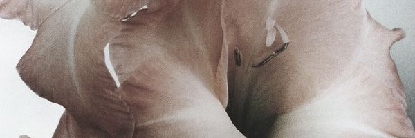 dovenymph Profile Banner