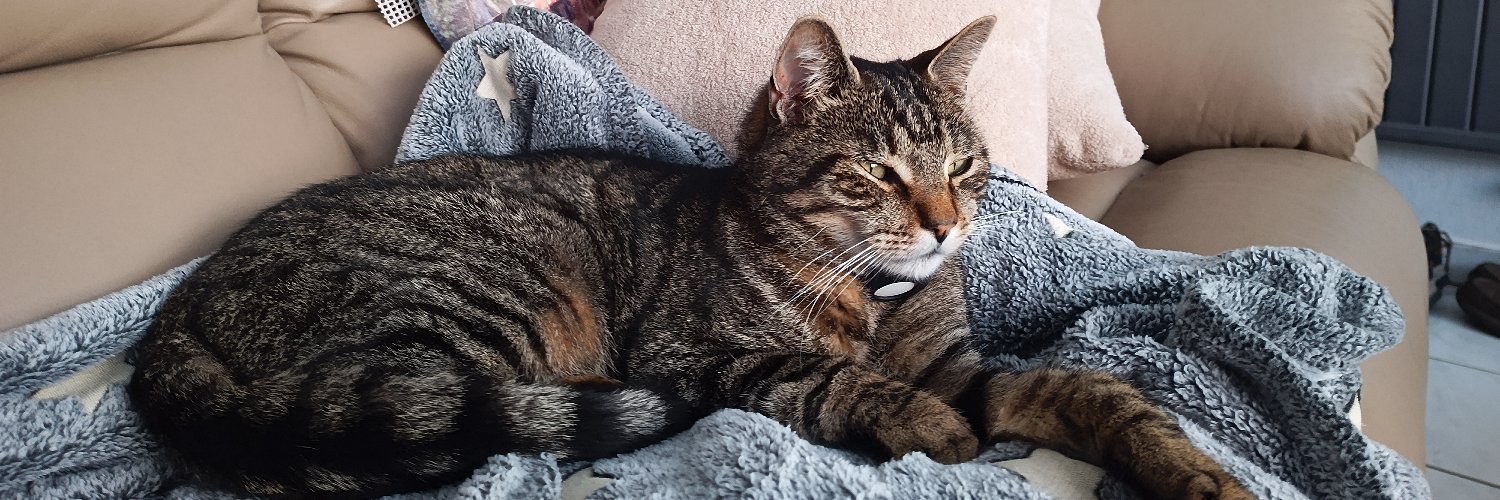 Jules and the other cats on the planet banner