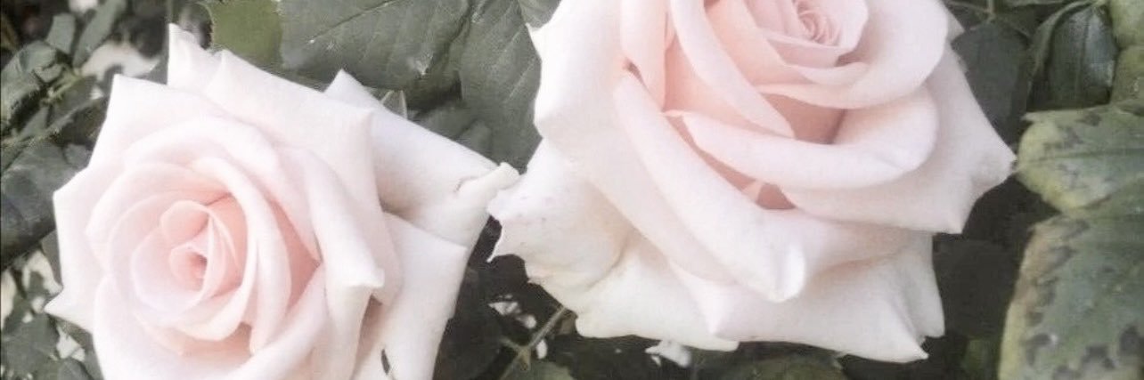 amelia ♡ banner