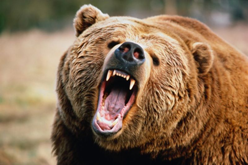 TheAngryBear banner