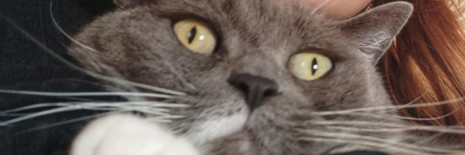 Pims 🐈‍⬛ banner