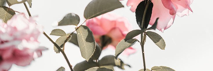 Anthimos_forest's profile banner image