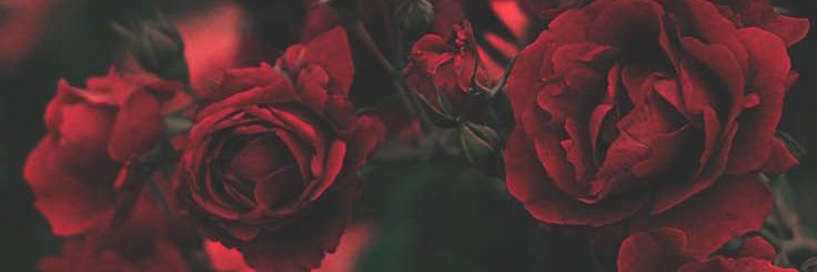 kinglacz's profile banner image