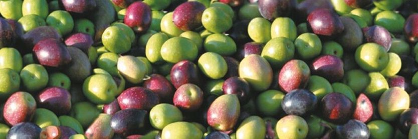 OliveFedBeef オリーブ牛 banner