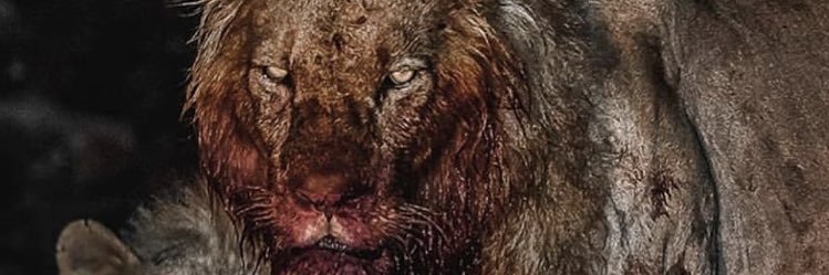 oseorgy's profile banner image