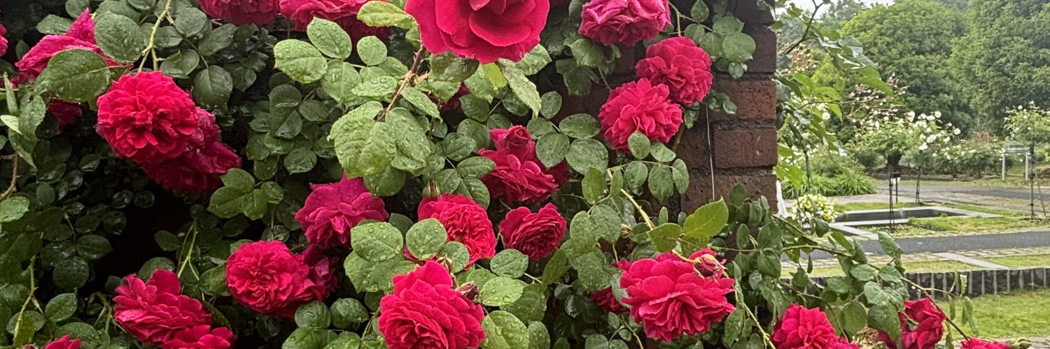 あるとは鍵垢に引きこもって原稿中🔔🌹's banner