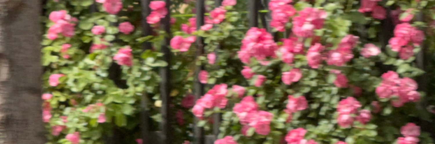 bloodyjen banner