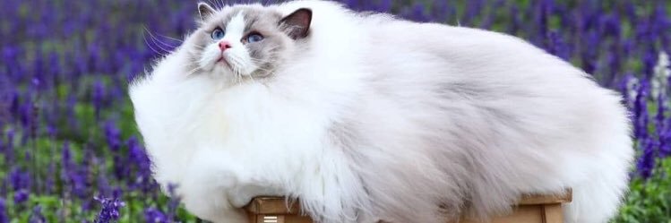 leanneboosh banner