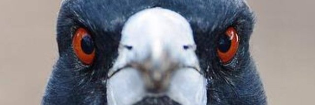 jazzpie34's profile banner image